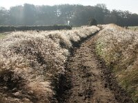 NL, Noord-Holland, Texel, De Hooge Berg 26, Saxifraga-Foto Fitis-Sytske Dijksen