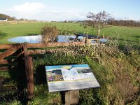 NL, Noord-Holland, Texel, De Hooge Berg 37, Saxifraga-Foto Fitis-Sytske Dijksen