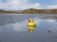NL, Noord-Holland, Texel, De Hors 137, Saxifraga-Foto Fitis-Sytske Dijksen