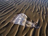 NL, Noord-Holland, Texel, De Hors 141, Saxifraga-Foto Fitis-Sytske Dijksen