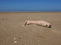 NL, Noord-Holland, Texel, De Hors 152, Saxifraga-Foto Fitis-Sytske Dijksen