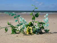 NL, Noord-Holland, Texel, De Hors 155, Saxifraga-Foto Fitis-Sytske Dijksen