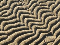 NL, Noord-Holland, Texel, De Hors 174, Saxifraga-Foto Fitis-Sytske Dijksen