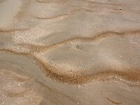 NL, Noord-Holland, Texel, De Hors 177, Saxifraga-Foto Fitis-Sytske Dijksen