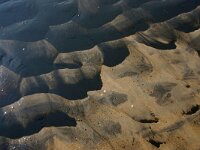 NL, Noord-Holland, Texel, De Hors 186, Saxifraga-Foto Fitis-Sytske Dijksen