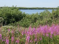 NL, Noord-Holland, Texel, De Horsmeertjes 13, Saxifraga-Foto Fitis-Sytske Dijksen