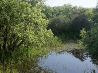 NL, Noord-Holland, Texel, De Horsmeertjes 16, Saxifraga-Foto Fitis-Sytske Dijksen