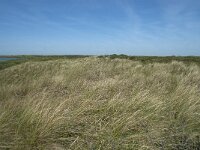 NL, Noord-Holland, Texel, De Horsmeertjes 5, Saxifraga-Willem van Kruijsbergen