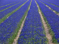 NL, Noord-Holland, Texel, De Koog 2, Saxifraga-Foto Fitis-Sytske Dijksen