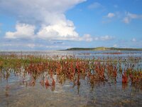 NL, Noord-Holland, Texel, De Slufter 136, Saxifraga-Foto Fitis-Sytske Dijksen