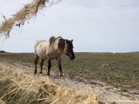 NL, Noord-Holland, Texel, De Slufter 143, Saxifraga-Foto Fitis-Sytske Dijksen