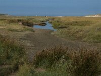 NL, Noord-Holland, Texel, De Slufter 46, Saxifraga-Jan van der Straaten