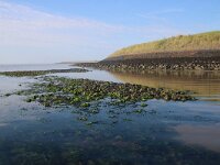 NL, Noord-Holland, Texel, De Zandkes 1, Saxifraga-Foto Fitis-Sytske Dijksen