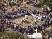 NL, Noord-Holland, Texel, Den Burg 3, Saxifraga-Foto Fitis-Sytske Dijksen