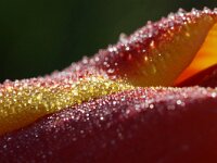 NL, Noord-Holland, Texel, Den Hoorn 10, Saxifraga-Foto Fitis-Sytske Dijksen