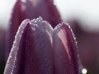 NL, Noord-Holland, Texel, Den Hoorn 11, Saxifraga-Foto Fitis-Sytske Dijksen