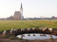 NL, Noord-Holland, Texel, Den Hoorn 13, Saxifraga-Foto Fitis-Sytske Dijksen