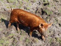 NL, Noord-Holland, Texel, Den Hoorn 16, Saxifraga-Foto Fitis-Sytske Dijksen