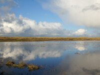 NL, Noord-Holland, Texel, Groote Vlak 14, Saxifraga-Foto Fitis-Sytske Dijksen