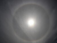 NL, Noord-Holland, Texel, Halo, Paal 33 2, Saxifraga-Foto Fitis-Sytske Dijksen