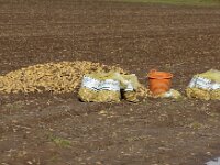 NL, Noord-Holland, Texel, Hemmerkooi 1, Saxifraga-Foto Fitis-Sytske Dijksen