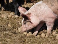 NL, Noord-Holland, Texel, Hemmerkooi 13, Saxifraga-Foto Fitis-Sytske Dijksen