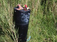NL, Noord-Holland, Texel, Horsmeer 5, Saxifraga-Foto Fitis-Sytske Dijksen