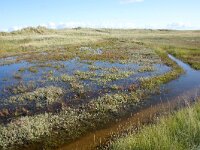 NL, Noord-Holland, Texel, Kwelder de Volharding 11, Saxifraga-Foto Fitis-Sytske Dijksen
