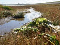 NL, Noord-Holland, Texel, Kwelder de Volharding 14, Saxifraga-Foto Fitis-Sytske Dijksen