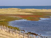 NL, Noord-Holland, Texel, Kwelder de Volharding 17, Saxifraga-Foto Fitis-Sytske Dijksen