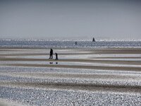 NL, Noord-Holland, Texel, Mokbaai 12, Saxifraga-Foto Fitis-Sytske Dijksen