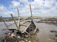 NL, Noord-Holland, Texel, Mokbaai 15, Saxifraga-Foto Fitis-Sytske Dijksen