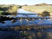 NL, Noord-Holland, Texel, Moksloot 2, Saxifraga-Foto Fitis-Sytske Dijksen