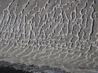 NL, Noord-Holland, Texel, Noorderhaaks 7, Saxifraga-Foto Fitis-Sytske Dijksen