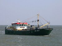 NL, Noord-Holland, Texel, Oosterend 1, Mytilus edulis, Saxifraga-Foto Fitis-Sytske Dijksen