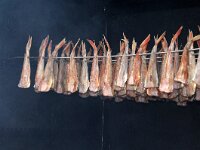 NL, Noord-Holland, Texel, Oudeschild 14, Chelidonichthys lucerna, Saxifraga-Foto Fitis-Sytske Dijksen