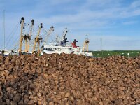 NL, Noord-Holland, Texel, Oudeschild 19, Saxifraga-Foto Fitis-Sytske Dijksen