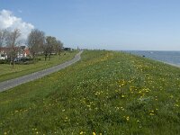 NL, Noord-Holland, Texel, Oudeschild 4, Saxifraga-Willem van Kruijsbergen
