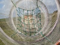 NL, Noord-Holland, Texel, Oudeschild 8, Saxifraga-Foto Fitis-Sytske Dijksen