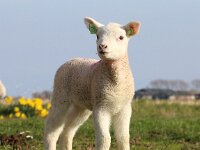 NL, Noord-Holland, Texel, Oudeweg 1, Saxifraga-Foto Fitis-Sytske Dijksen
