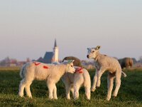 NL, Noord-Holland, Texel, Oudeweg 4, Saxifraga-Foto Fitis-Sytske Dijksen