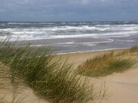 NL, Noord-Holland, Texel, Paal 14 7, Saxifraga-Foto Fitis-Sytske Dijksen