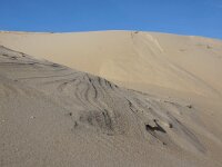 NL, Noord-Holland, Texel, Paal 16 12, Saxifraga-Foto Fitis-Sytske Dijksen
