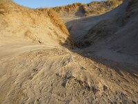 NL, Noord-Holland, Texel, Paal 16 22, Saxifraga-Foto Fitis-Sytske Dijksen