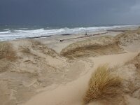NL, Noord-Holland, Texel, Paal 16 31, Saxifraga-Foto Fitis-Sytske Dijksen
