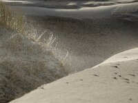 NL, Noord-Holland, Texel, Paal 8 24, Saxifraga-Foto Fitis-Sytske Dijksen