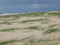 NL, Noord-Holland, Texel, Paal 8 35 Saxifraga-Foto Fitis-Sytske Dijksen