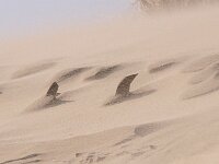 NL, Noord-Holland, Texel, Paal 8 40, Saxifraga-Foto Fitis-Sytske Dijksen