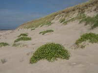 NL, Noord-Holland, Texel, Paal 9 19, Saxifraga-Jan van der Straaten