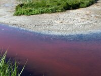 NL, Noord-Holland, Texel, Pink coloured by Dunaliella salina and Oxyrhis marina, Wagejot 10, Saxifraga-Foto Fitis-Sytske Dijksen